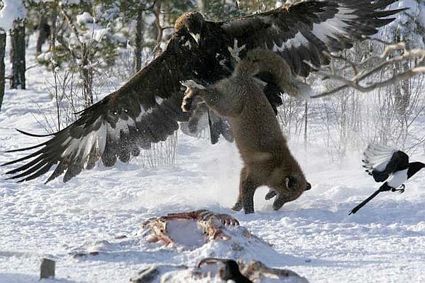 Eagle attacking a fox