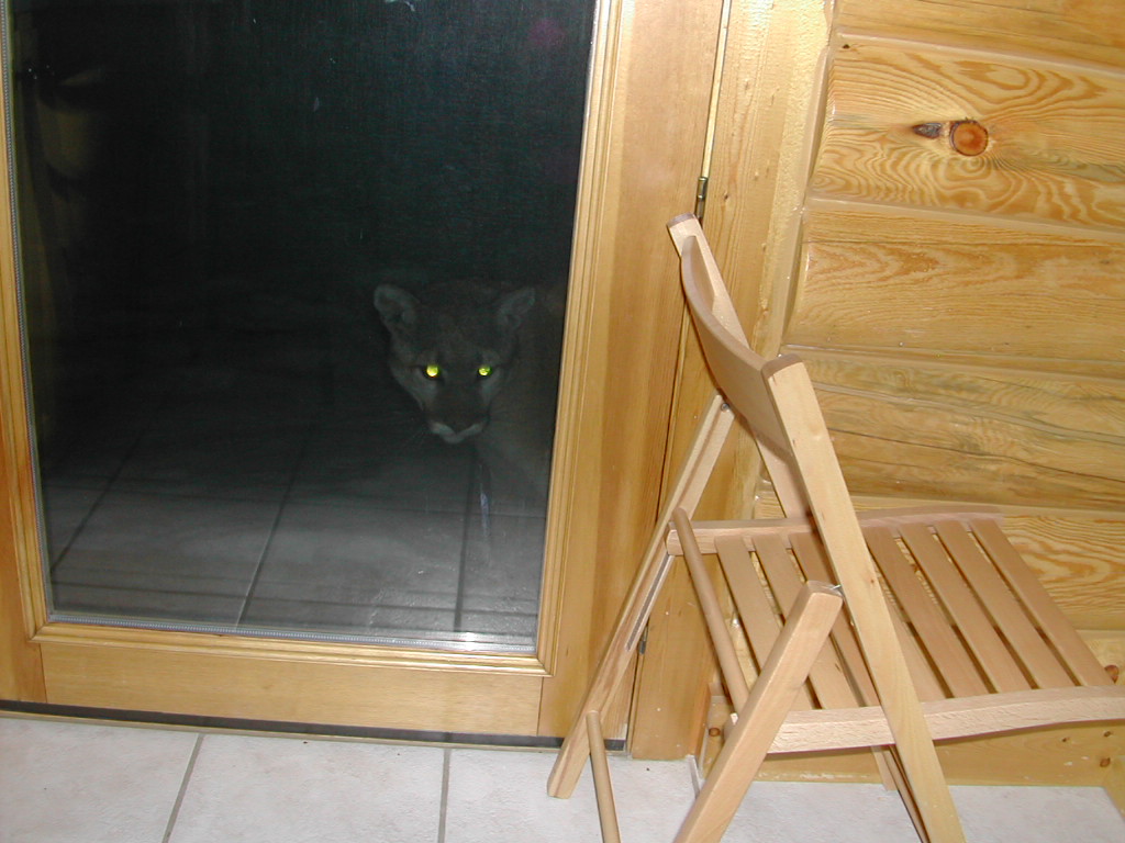 Cougar peaking into Camp Door