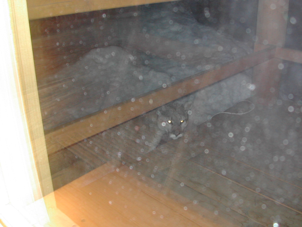 Cougar looking onto Camp Deck