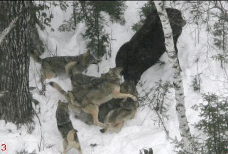 are wolves moose predators